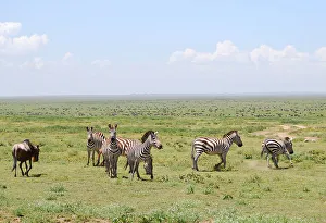<b class=qtipBold><figcaption>Zebras in the savana</figcaption></b><br>Zebras in Serengeti National Park, together tith thousands of other animals. Zebras in the savana