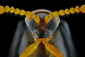 <b class=qtipBold><figcaption>Zeugophora scutellaris</figcaption></b><br>Insects On Earth, 486541881<br><em>© Donald Jusa</em> Zeugophora scutellaris