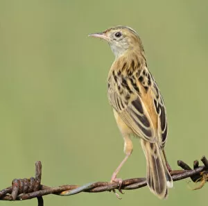 Images Dated 11th December 2012: Zitting Cisticola