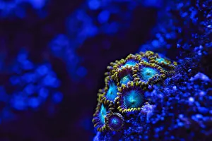 Zoanthids in blue