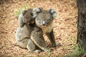Koala Gallery: Koalas
