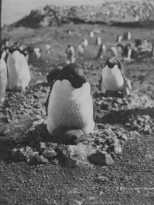 Adelie penguin and chick on nest of stones Adelie penguin and chick on nest of stones