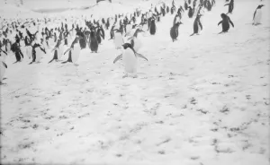 Adelie penguin, Waterboat Point, Paradise Bay Adelie penguin, Waterboat Point, Paradise Bay