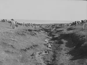 The beach, Franklin Island, with Adelie penguins The beach, Franklin Island, with Adelie penguins