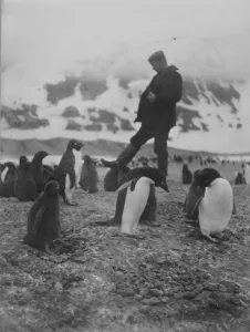 Cape Adare. A man walks amongst a group of Adelie penguins Cape Adare. A man walks amongst a group of Adelie penguins