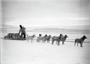 Dr Atkinsons dog team landing stores from the Terra Nova. December 2nd 1911 Dr Atkinsons dog team landing stores from the Terra Nova. December 2nd 1911