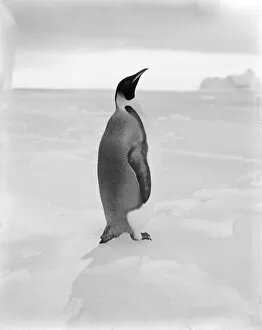 British antarctic expedition 1910 13 terra nova/emperor penguin april 1st 1911