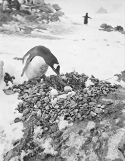 Gentoo Penguin Gallery: Gentoo penguin with egg on nest