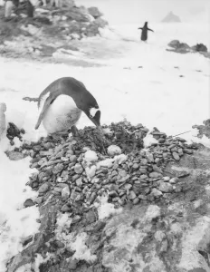 Gentoo Penguin Gallery: Gentoo penguin with egg on nest