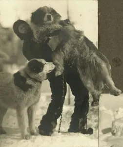 Trans-Antarctic Expedition Prints: Print of Hussey with Samson and another dog