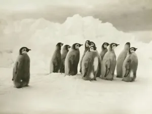 Trans-Antarctic Expedition Prints: Young Emperor Penguin Chicks Print