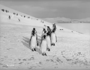 King Penguin Gallery: King Penguins, Bay of Isles
