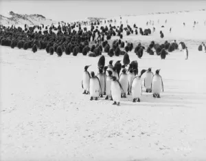 King Penguin Gallery: King Penguins, Bay of Isles, Antarctica