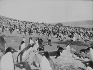 Penguins on the beach, Franklin Island Penguins on the beach, Franklin Island