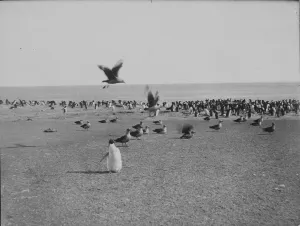 Skua gulls and Penguins on Franklin Island Skua gulls and Penguins on Franklin Island