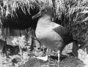 Sooty Albatross standing by nest Sooty Albatross standing by nest