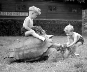 Vintage Animal Photos Prints: Slow But Sure The time honoured saying The Way To A Mans Heart