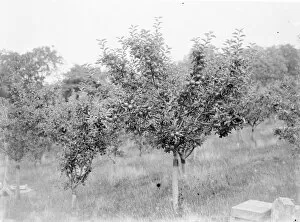Apple tree laden with fruit. 1935