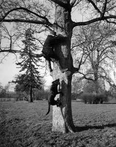 Ben always gets his man - the unfortunate suspect makes a rapid climb Ben always gets his man - the unfortunate suspect makes a rapid climb
