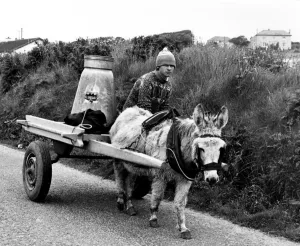 No Change Here... except for the wheels. Donkey and trap, with wheels converted No Change Here... except for the wheels. Donkey and trap, with wheels converted