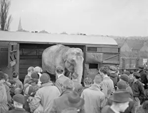 Animal Crackers Gallery: Circus elephants, (unloading) Bexley. 1938