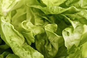 Close up of whole butter lettuce credit: Marie-Louise Avery / thePictureKitchen