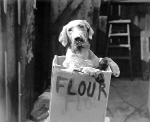 Images Dated 17th May 2000: Cute dog in flour box