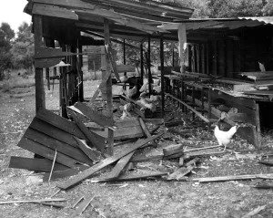 Dennis Poultry farm, near Southfleet, Kent July 1940 after one of the first air raids Dennis Poultry farm, near Southfleet, Kent July 1940 after one of the first air raids