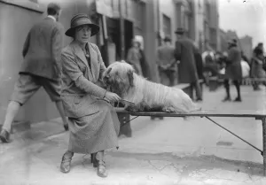 Dog show at Holland Park. Lady Marcia Miles with her Skye Terrier. 16 April 1925 Dog show at Holland Park. Lady Marcia Miles with her Skye Terrier. 16 April 1925