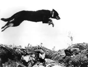 Dog leaping a trench in the battlefields of World War I. The message carrier, holding Dog leaping a trench in the battlefields of World War I. The message carrier, holding