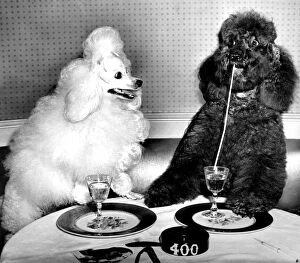 Animal Crackers Gallery: Dog socialites Candide and Koko on right have a dinner martini at the 400 Restaurant