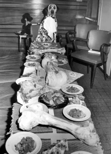 A Dogs Dinner, 19th August 1963 In honour of his first birthday, dalmation Shawclough A Dogs Dinner, 19th August 1963 In honour of his first birthday, dalmation Shawclough