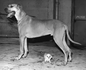 A Great Dane and Chihuahua print