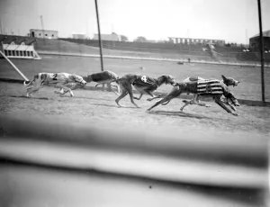 Dog Racing Prints: Harringay Greyhound Track Print, 1927