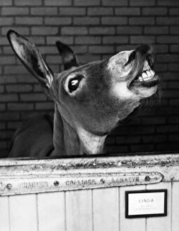 Animal Crackers Gallery: Donkey - Linda at London Zoo ?TopFoto Jaws retort response