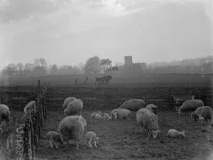 The early lambing season brings a lovely sight at Horton Kirby in Kent. 1936 The early lambing season brings a lovely sight at Horton Kirby in Kent. 1936