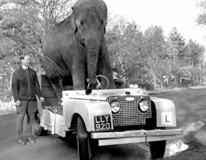 Animal Crackers Gallery: Elephant learning to drive a car