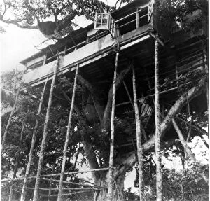 Images Dated 13th October 1999: The famous Treetops House in Nairobi where Princess Elizabeth and the Duke of Edinburgh