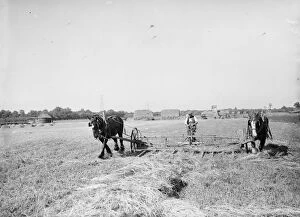 Farm workers in Farningham with his horse team collect hay. 1935