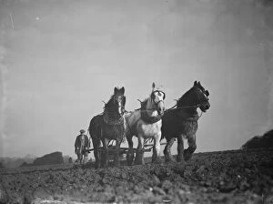 A farmer and his horse team harrowing a field in Bexley. 1938