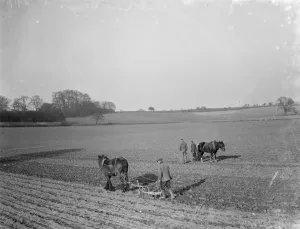 Farmers and there horses plough work together to work the field near Plum Lane Farmers and there horses plough work together to work the field near Plum Lane
