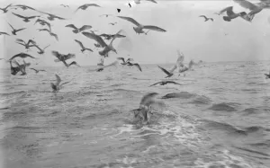 A flock of gulls chase for scraps from the herring boats from Scarborough fishing A flock of gulls chase for scraps from the herring boats from Scarborough fishing