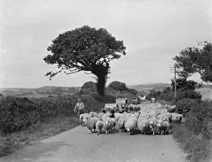 Black Sheep Gallery: A flock of sheep block the road, causing a traffic jam. 1936