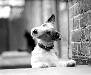 Images Dated 7th September 2004: Fox terrier, Jock, looks wistful. 1945
