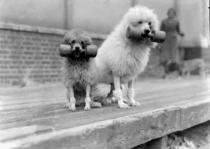 Funny weightlifting poodles! The Associated Sheep, Police and Army Dog Society's Funny weightlifting poodles! The Associated Sheep, Police and Army Dog Society's