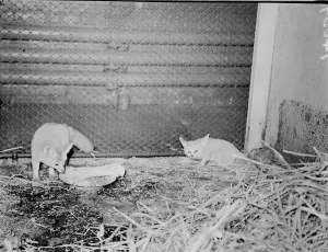 Greedy!. A Fennec Fox, native of North America, faces a big meal in his den at the London Greedy!. A Fennec Fox, native of North America, faces a big meal in his den at the London