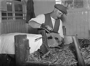 Harry Wadman trimming a sheep for a show. 1937