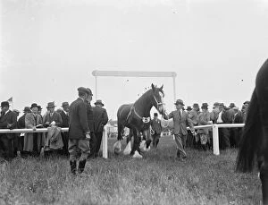A horse enters an arena. 1936