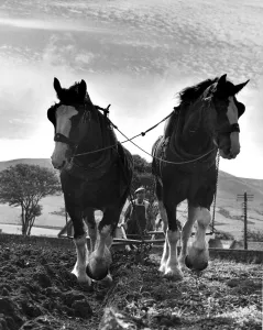 Horses working on the farm - ploughing in Clydesdales, Ayrshire Horses working on the farm - ploughing in Clydesdales, Ayrshire