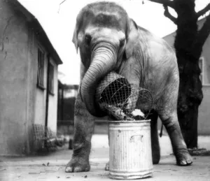 I know London Zoo is short of Money but this is ridiculous I know London Zoo is short of Money but this is ridiculous